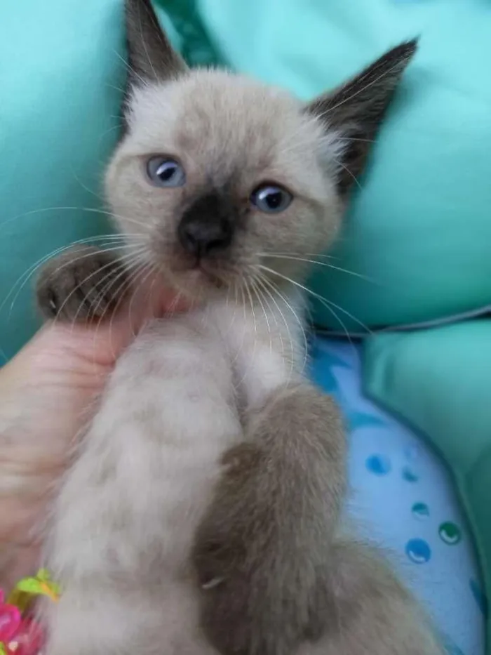 Gato ra a SRD-ViraLata idade Abaixo de 2 meses nome LULU