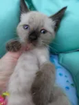 LULU