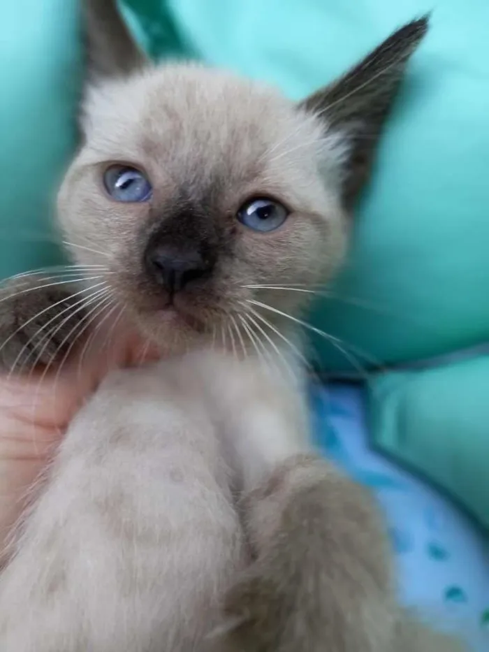 Gato ra a SRD-ViraLata idade Abaixo de 2 meses nome LULU
