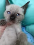 LULU