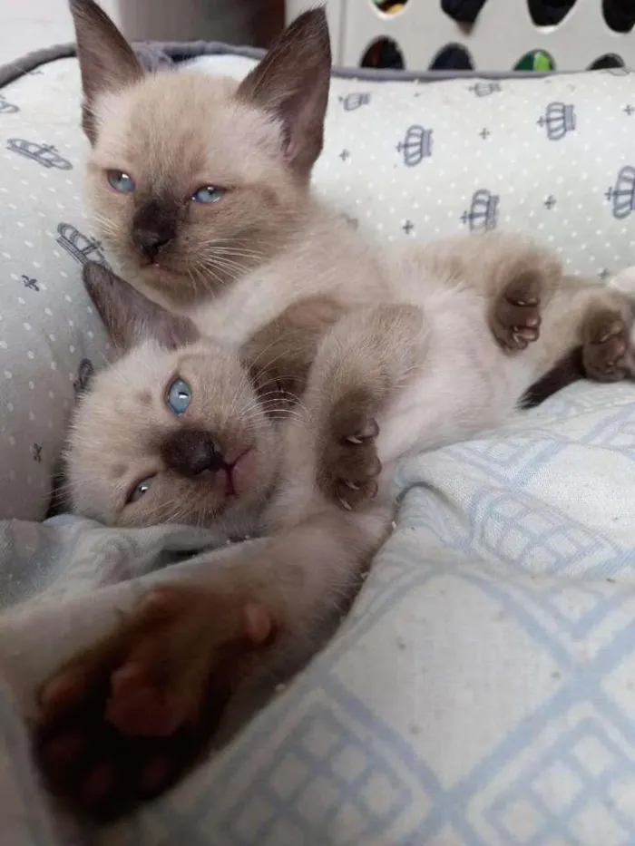 Gato ra a SRD-ViraLata idade Abaixo de 2 meses nome LULU