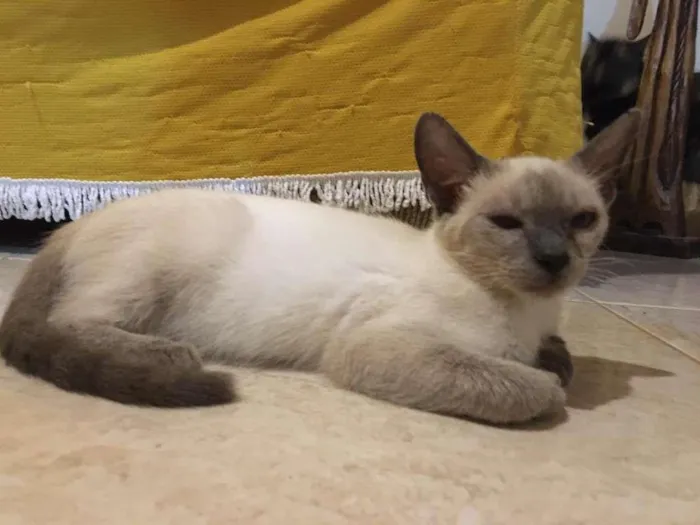 Gato ra a SRD-ViraLata idade 2 a 6 meses nome Lolla