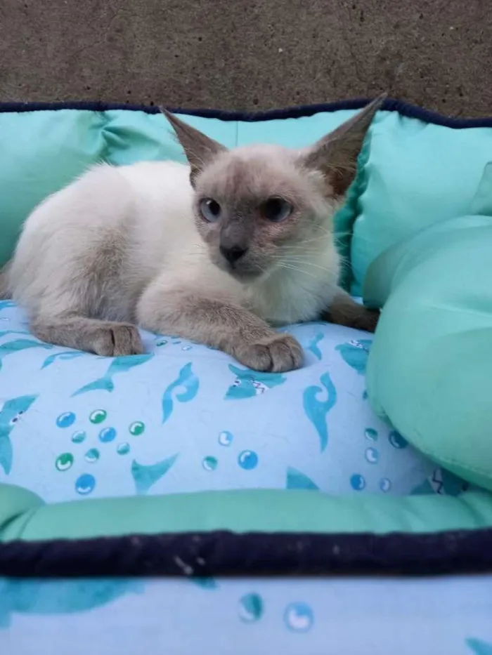 Gato ra a SRD-ViraLata idade 2 a 6 meses nome Lolla