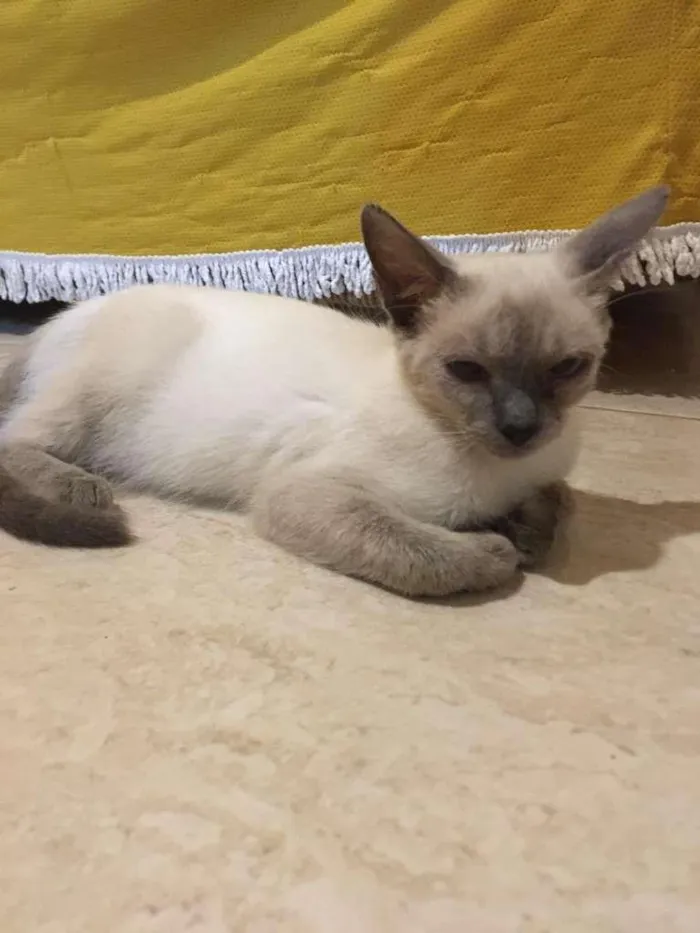 Gato ra a SRD-ViraLata idade 2 a 6 meses nome Lolla