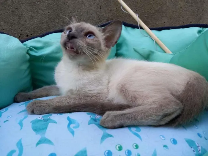 Gato ra a SRD-ViraLata idade 2 a 6 meses nome Lolla
