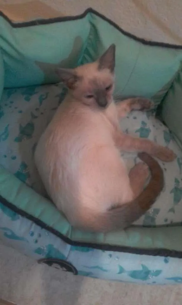 Gato ra a SRD-ViraLata idade 2 a 6 meses nome Lolla