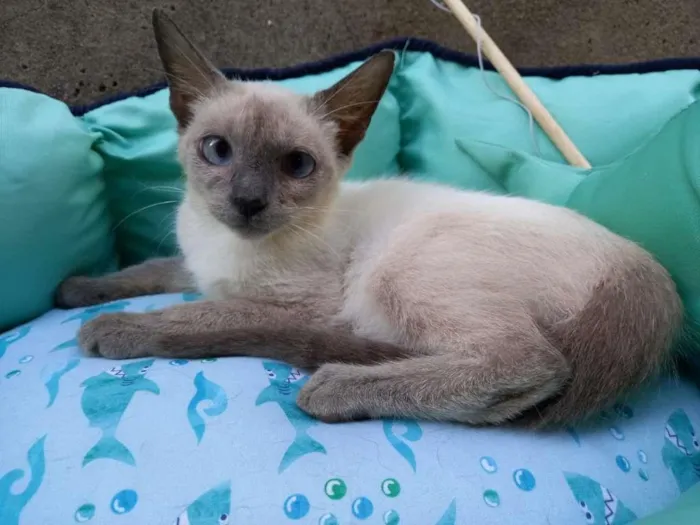 Gato ra a SRD-ViraLata idade 2 a 6 meses nome Lolla