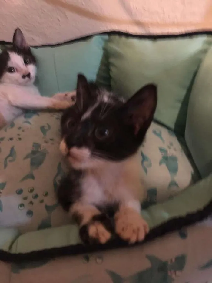 Gato ra a SRD-ViraLata idade Abaixo de 2 meses nome Lilica