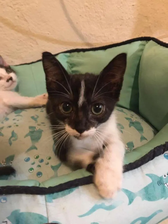Gato ra a SRD-ViraLata idade Abaixo de 2 meses nome Lilica