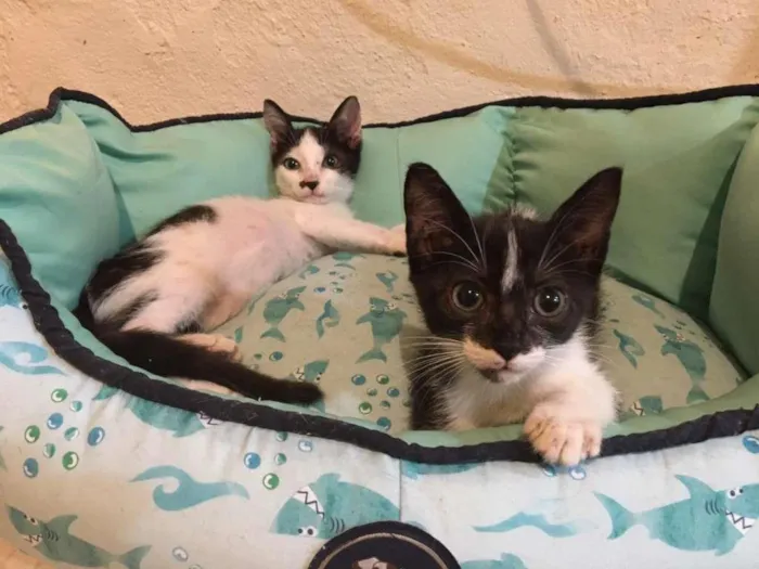 Gato ra a SRD-ViraLata idade Abaixo de 2 meses nome Lilica