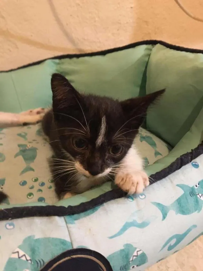 Gato ra a SRD-ViraLata idade Abaixo de 2 meses nome Lilica