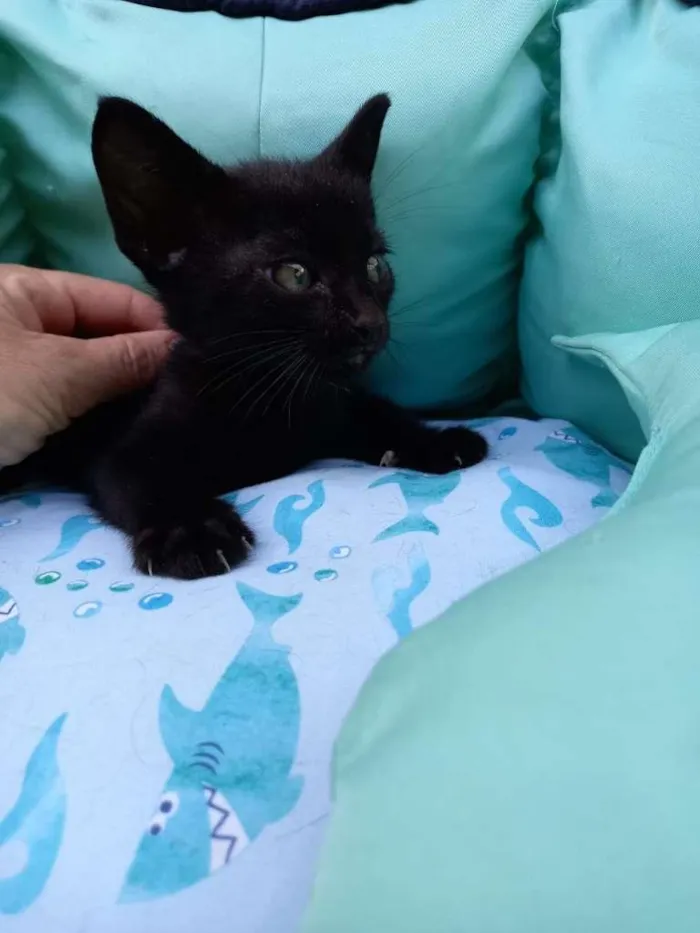 Gato ra a SRD-ViraLata idade Abaixo de 2 meses nome Peteco