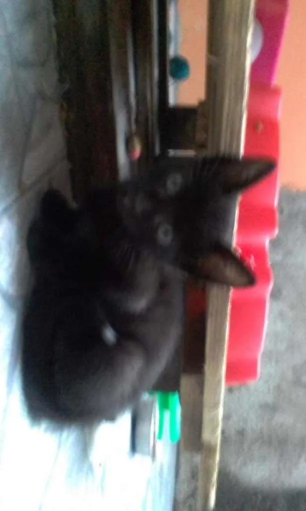 Gato ra a SRD-ViraLata idade Abaixo de 2 meses nome Peteco