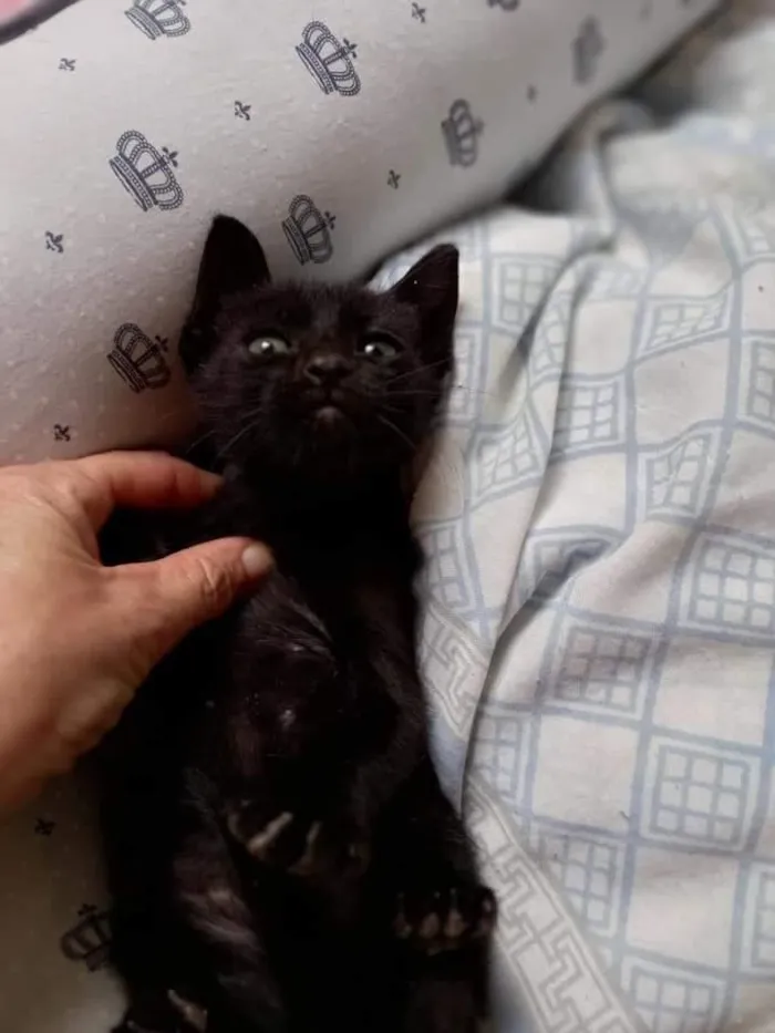 Gato ra a SRD-ViraLata idade Abaixo de 2 meses nome Peteco