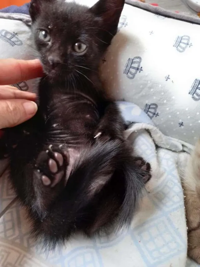 Gato ra a SRD-ViraLata idade Abaixo de 2 meses nome Peteco