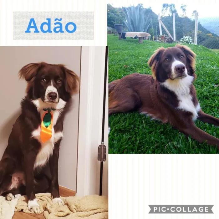 Cachorro ra a SRD-ViraLata idade 7 a 11 meses nome Adão