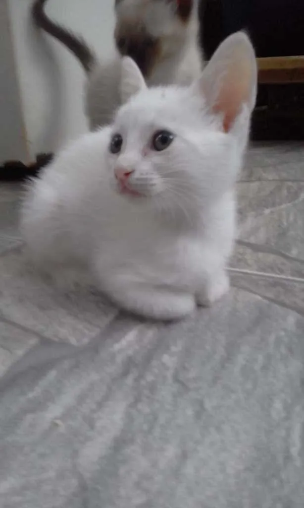 Gato ra a SRD-ViraLata idade Abaixo de 2 meses nome Milk