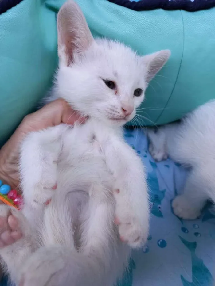 Gato ra a SRD-ViraLata idade Abaixo de 2 meses nome Milk