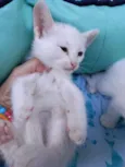 Milk