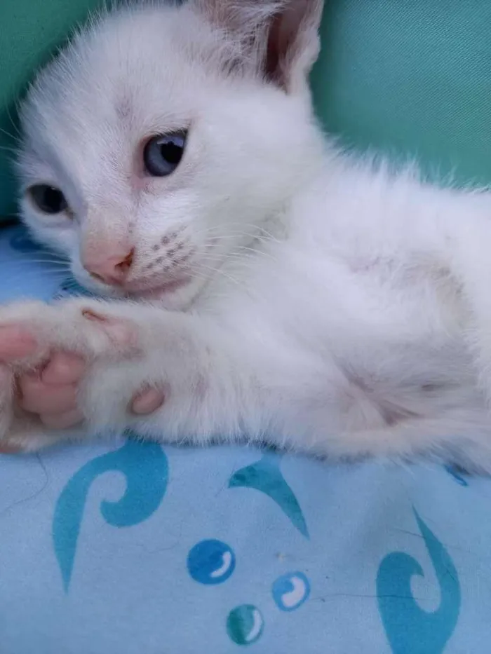 Gato ra a SRD-ViraLata idade Abaixo de 2 meses nome Milk