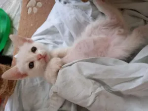 Gato raça SRD-ViraLata idade Abaixo de 2 meses nome Milk
