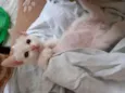 Milk
