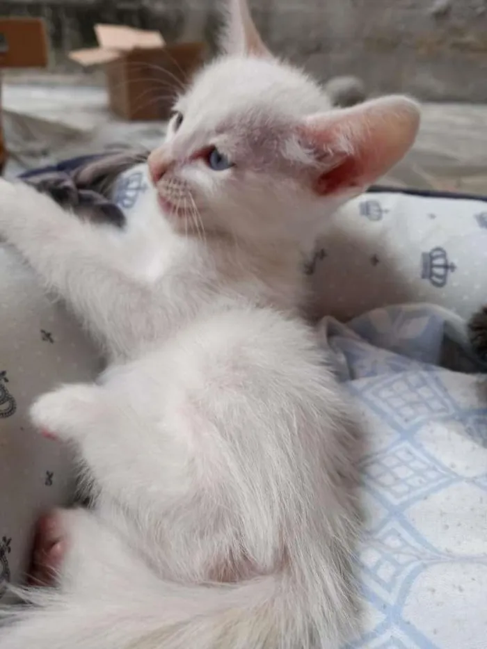 Gato ra a SRD-ViraLata idade Abaixo de 2 meses nome Flora