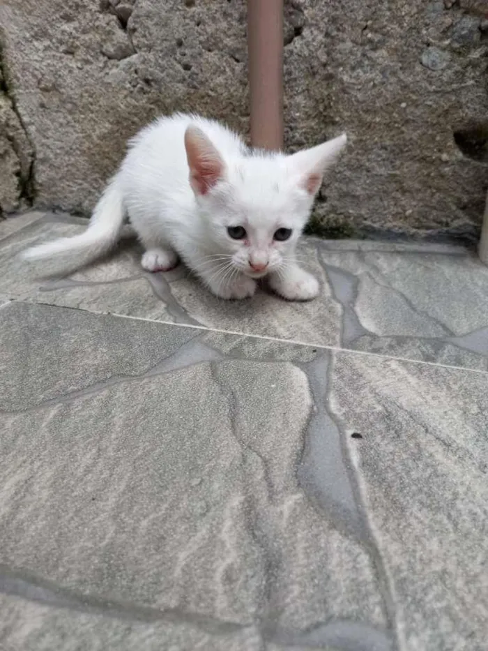 Gato ra a SRD-ViraLata idade Abaixo de 2 meses nome Flora