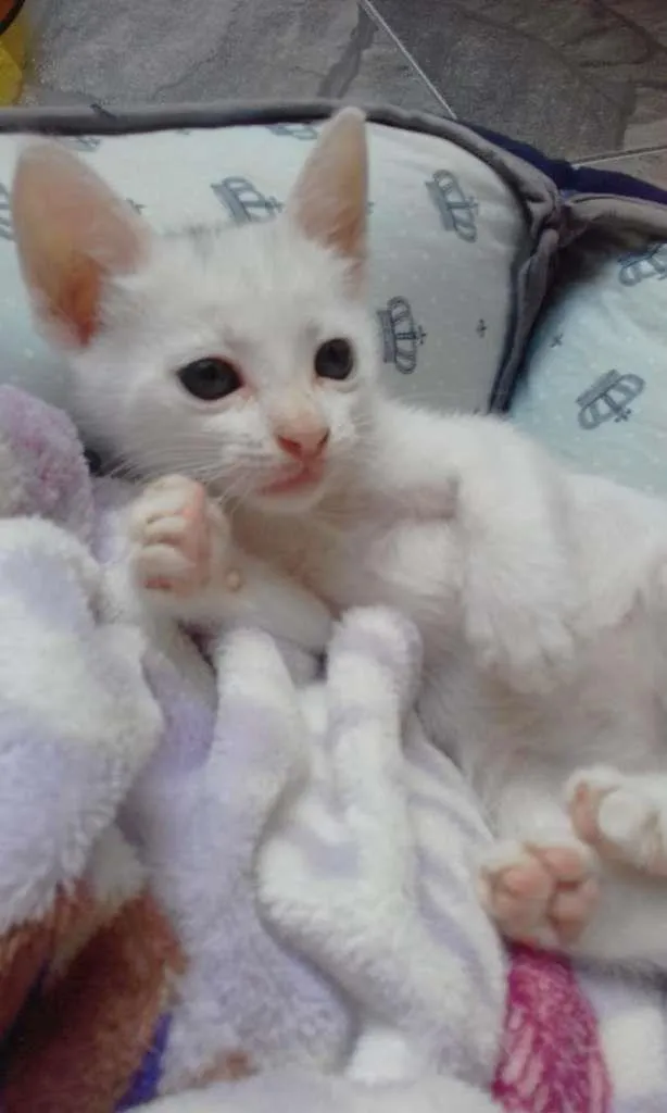 Gato ra a SRD-ViraLata idade Abaixo de 2 meses nome Flora
