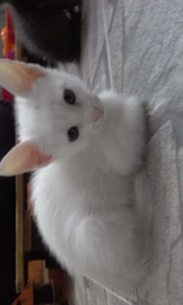 Gato ra a SRD-ViraLata idade Abaixo de 2 meses nome Flora