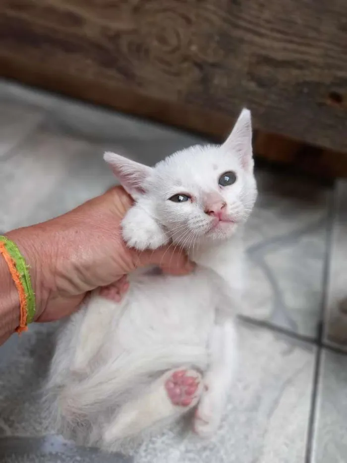 Gato ra a SRD-ViraLata idade Abaixo de 2 meses nome Flora