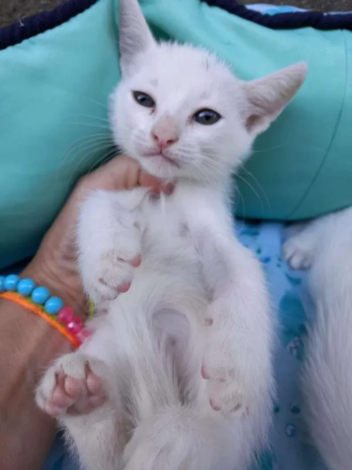 Gato ra a SRD-ViraLata idade Abaixo de 2 meses nome Flora