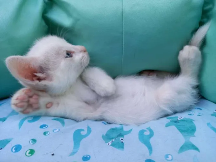 Gato ra a SRD-ViraLata idade Abaixo de 2 meses nome Flora