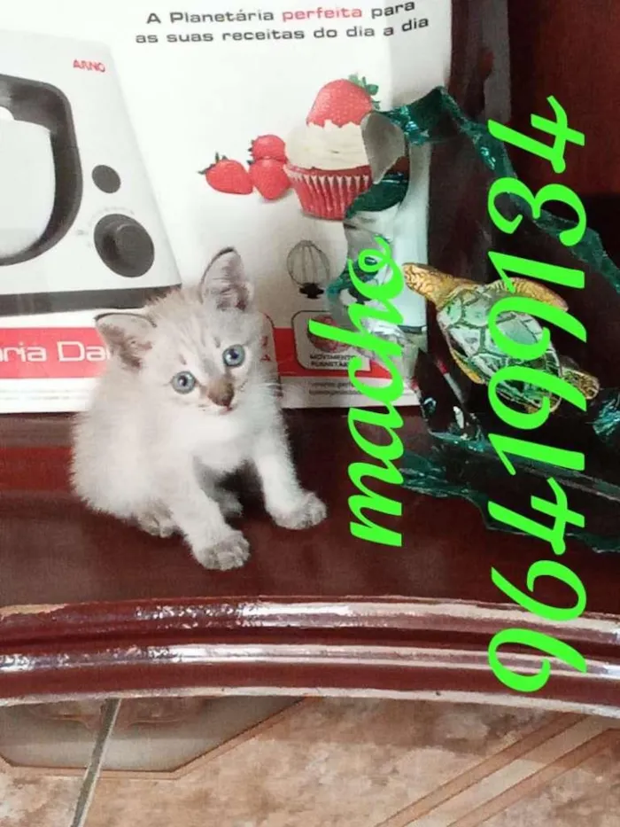 Gato ra a SRD-ViraLata idade Abaixo de 2 meses nome Théo