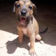 Laila