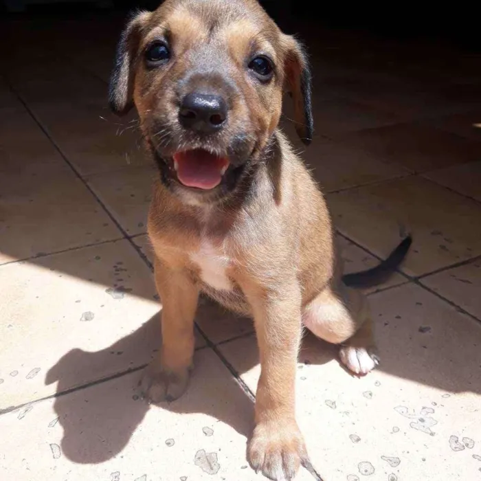 Cachorro raça  idade  nome Laila