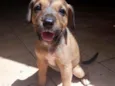 Laila