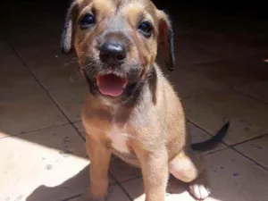 Cachorro raça  idade  nome Laila