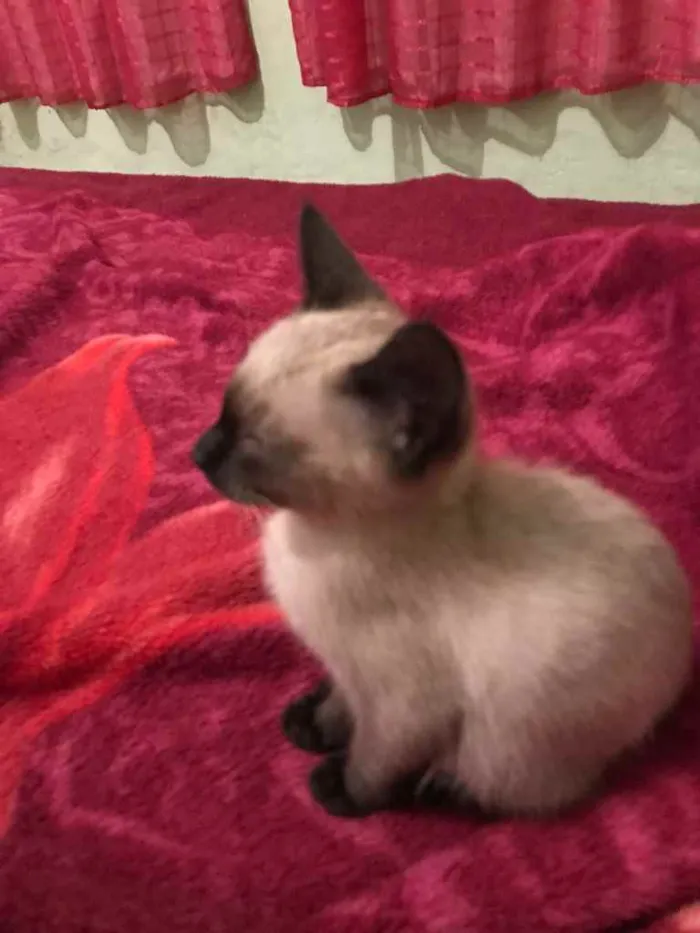 Gato ra a Siamês  idade 2 a 6 meses nome Suzy 