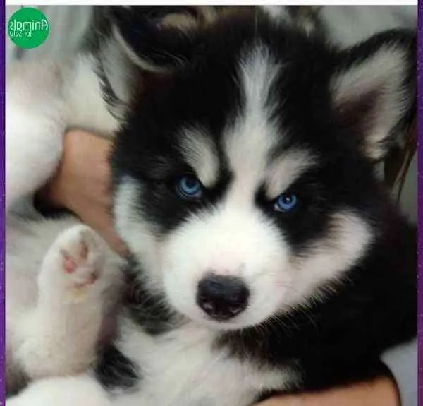 Cachorro ra a rusky siberiano idade 7 a 11 meses nome mike