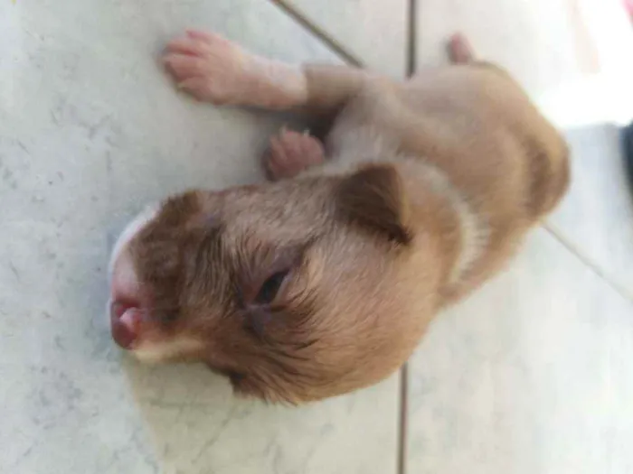 Cachorro ra a Misturado  idade  nome NÃO sei