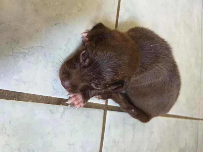 Cachorro ra a Misturado  idade  nome NÃO sei