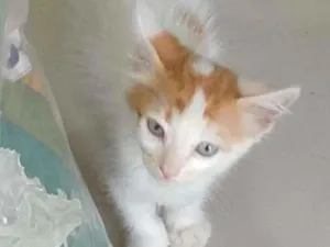 Gato raça SRD-ViraLata idade Abaixo de 2 meses nome PAÇOCA