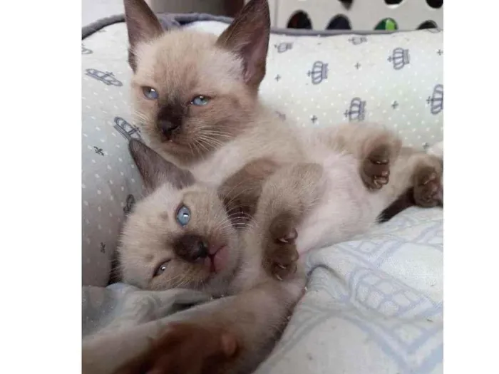 Gato ra a SRD-ViraLata idade Abaixo de 2 meses nome LULU