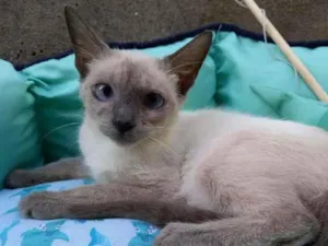 Gato raça SRD-ViraLata idade 2 a 6 meses nome Lolla