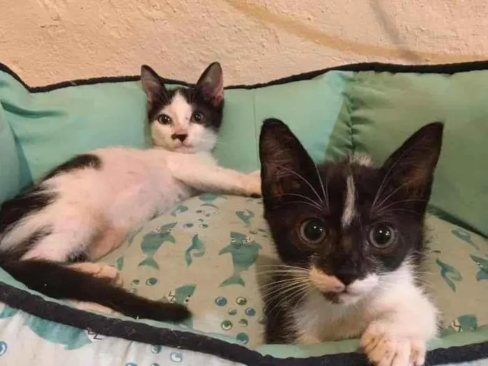 Gato ra a SRD-ViraLata idade Abaixo de 2 meses nome Lilica
