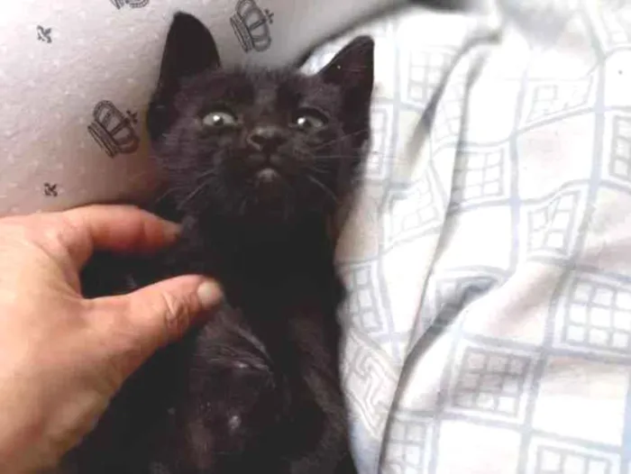 Gato ra a SRD-ViraLata idade Abaixo de 2 meses nome Peteco