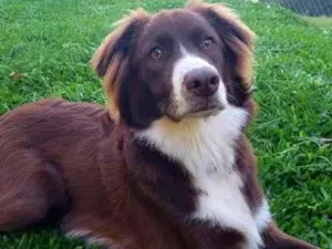 Cachorro raça SRD-ViraLata idade 7 a 11 meses nome Adão