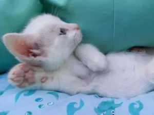 Gato raça SRD-ViraLata idade Abaixo de 2 meses nome Flora