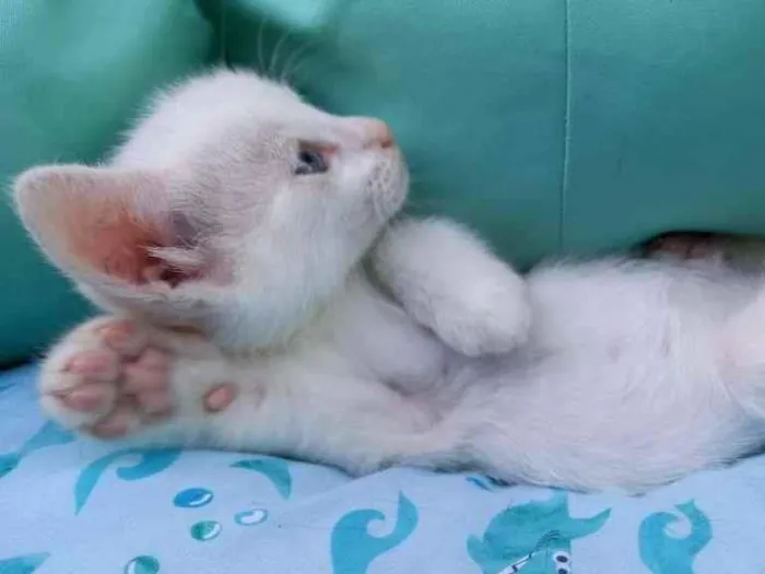 Gato ra a SRD-ViraLata idade Abaixo de 2 meses nome Flora
